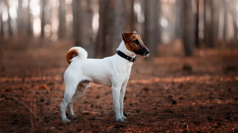 Fox Terrier (Smooth)